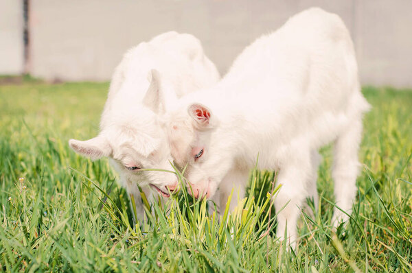 Little goats graze on the grass.