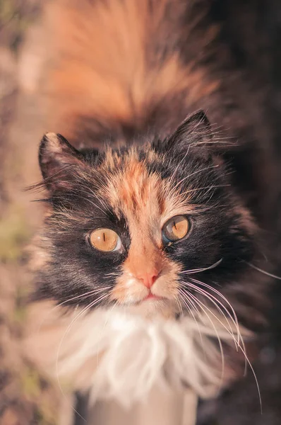 Katten Rödsvart — Stockfoto