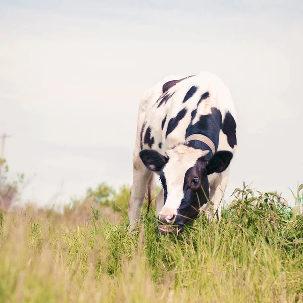 Černá Bílá Kráva Létě Pásne Trávě — Stock fotografie