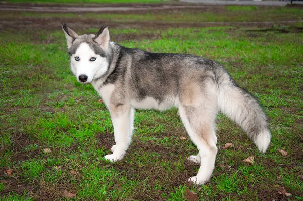 Słodkie Syberyjski Husky Szczeniak Trawie — Zdjęcie stockowe