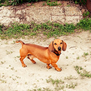 Sağlıklı safkan köpek güneşli bir günde doğada çekilmiş..