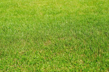 yeşil çimen dokusu arkaplanı.