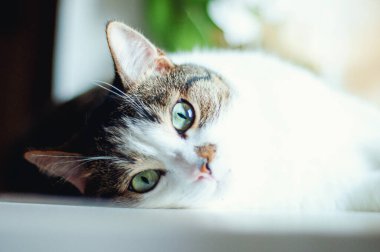 Kadın, pencerenin kenarında yatıp bir fotoğrafçıya poz veren sevimli bir yavru kedi.