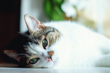 Kadın, pencerenin kenarında yatıp bir fotoğrafçıya poz veren sevimli bir yavru kedi.