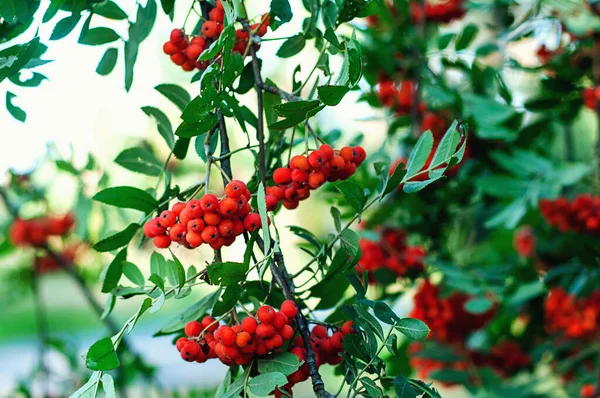 Красные Ягоды Вибурнума Растущие Дереве Среди Зеленых Листьев — стоковое фото