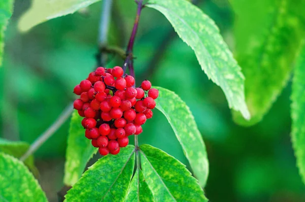 Berberi Merah Beracun Dari Woody Nightshade Buah Berri Beracun Tutup — Stok Foto