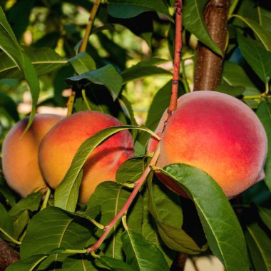 Bahçede meyve yetişen erik ağacı.