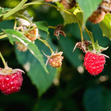 Meyve bahçesinde olgun ahududu dalı.
