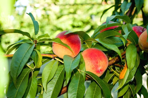 Ciruela Melocotón Con Frutas Que Crecen Jardín — Foto de Stock