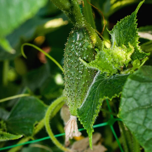 Cultiver Les Concombres Dans Économie Agricole Plante Légumes Verts Dans — Photo
