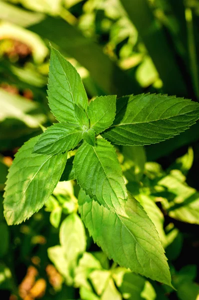 Cultures Menthe Verte Croissance Jardin — Photo