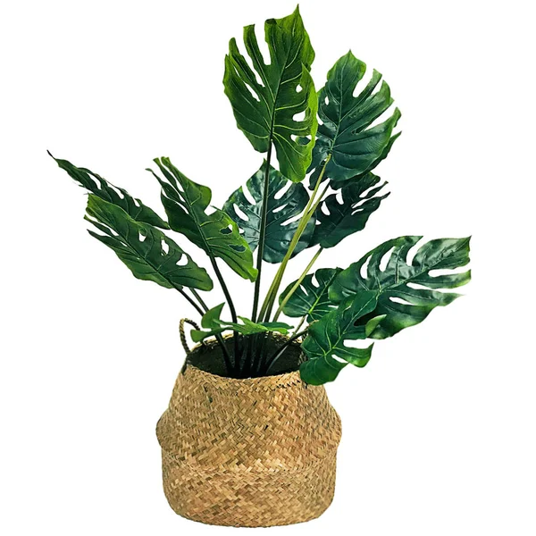 Tenha bir arkaplan üzerinde bej bir tencerede Monstera obqua