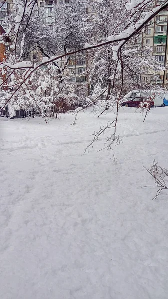 Forest Heavy Snowfall Morning Winter Forest Freshly Fallen Snow — Stock Photo, Image