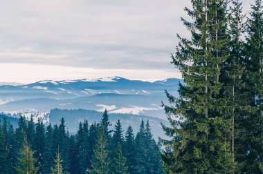 Karla kaplı ağaçlarla kaplı güzel kış manzarası