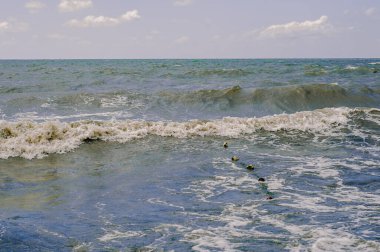 Fırtınadan sonra kirli yeşil yosun denizi