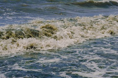 Fırtınadan sonra kirli yeşil yosun denizi