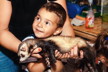 Aile hayvanat bahçesinde, sevimli küçük çocuk bir gelincik tutuyor ve nazik bir hayvanı okşuyor..
