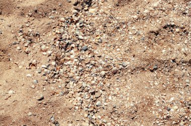 Deniz kıyısında deniz kabuklarıyla kum..