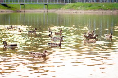 Yazın güzel doğal manzara gölün etrafındaki yeşil ağaçlarla Şirin ördekler gölde yazın keyfini çıkarıyorlar.