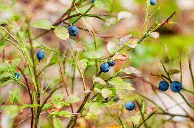 Yazın yakın planında olgunlaşmış bir çilek çalısı