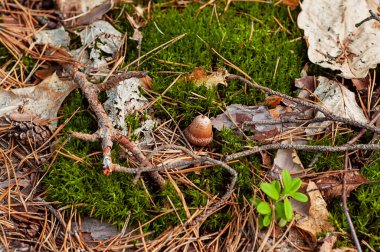 Sonbahar arkaplanı: sonbahar ormanlarında çimen, dal, koni ve kestane