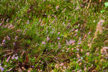 BlueBell ormanında gün doğumunda uzun gölgeler