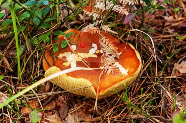 Zehirli mantarlar, uyuşturucu. Fotoğraf, doğal sonbahar ormanlarında çekildi.
