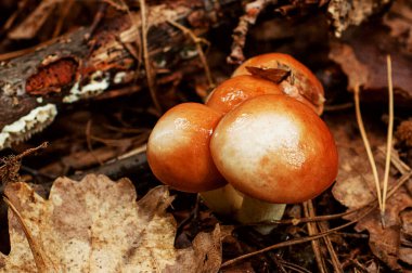 Sonbahar ormanında yenilebilir lezzetli mantarlar