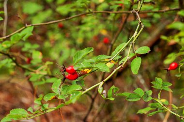 Rosehips. Köpek gülü, rosa canina, meyve