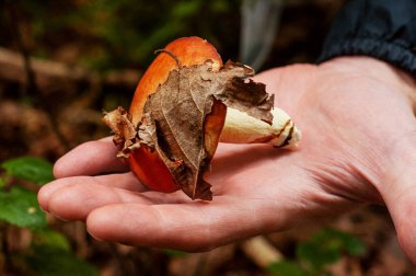 Sonbahar ormanında yenilebilir lezzetli mantarlar