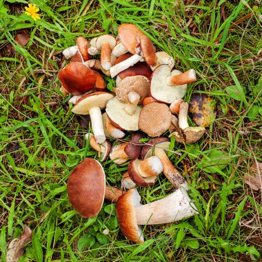 Sonbahar ormanında yenilebilir lezzetli mantarlar