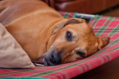 Redbone Coonhound lies on a checkered sofa clipart