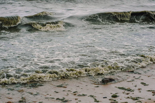 Mar Algas Verdes Sujas Após Uma Tempestade — Fotografia de Stock