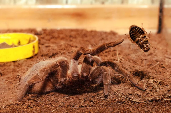 Aranha Tarântula Phormictopus Auratus Sentado Aquário Zoológico Contato — Fotografia de Stock