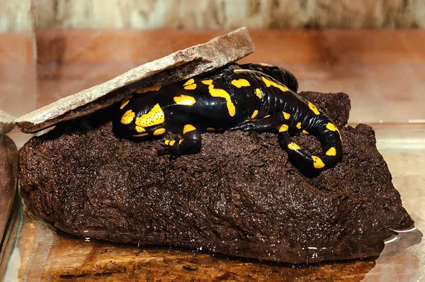 Fire salamander sits on a stone in an aquarium in a zoo.