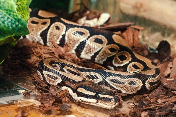 Royal python in a contact zoo aquarium.