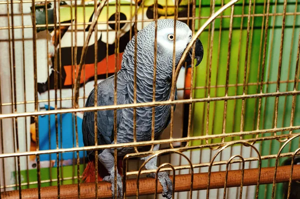 Portrait Grand Perroquet Gris Dans Une Cage Dans Zoo Contact — Photo