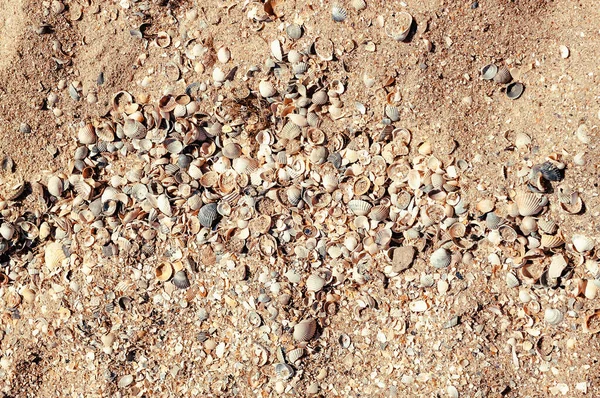 Areia Praia Com Conchas — Fotografia de Stock