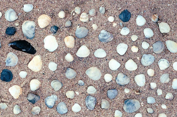 Areia Praia Com Conchas — Fotografia de Stock