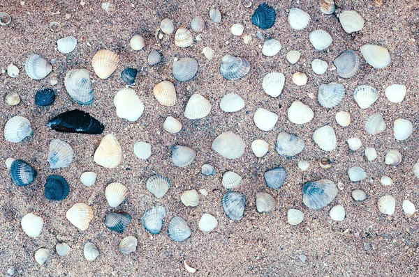 貝殻で海岸の砂 — ストック写真