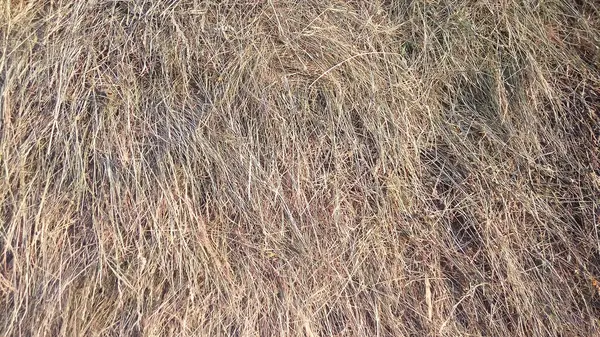 Old Hayloft Mowed Dry Hay Background — Stock Photo, Image