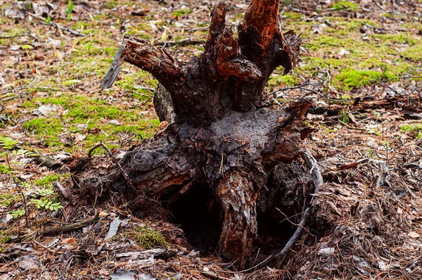 Ρίζα Ενός Μεγάλου Δέντρου Μιας Τρύπας Στο Φθινοπωρινό Δάσος — Φωτογραφία Αρχείου