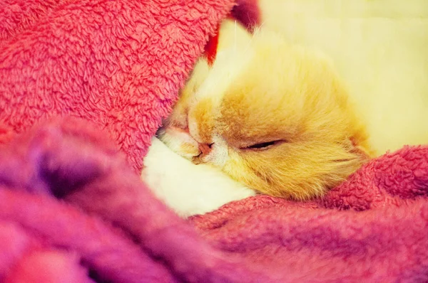 Funny Red Cat Sleeping Wrapped Pink Blanket — Stock Photo, Image