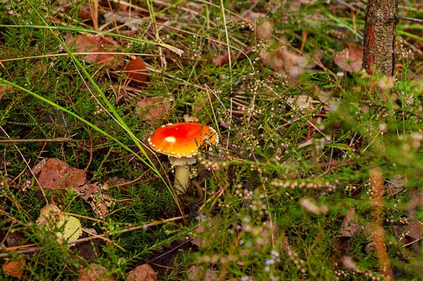 Poisonous Mushrooms Narcotic Photo Has Been Taken Natural Autumn Forest — Stock Photo, Image