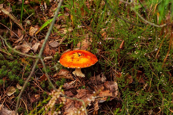 Poisonous mushrooms, narcotic. Photo has been taken in the natural autumn forest