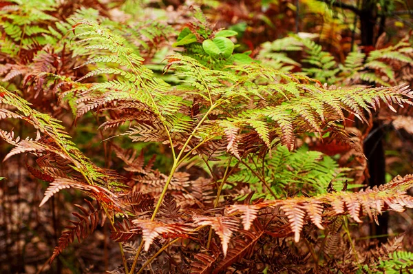 Autumn Colors Bright Orange Leaves Fern Rainy Weather Golden Autumn — Stock Photo, Image