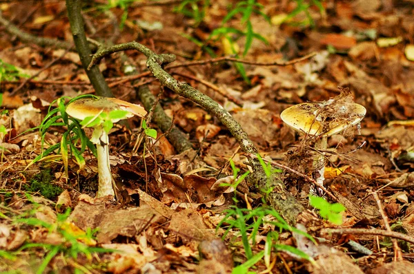 Cogumelos Venenosos Narcóticos Foto Foi Tirada Floresta Natural Outono — Fotografia de Stock