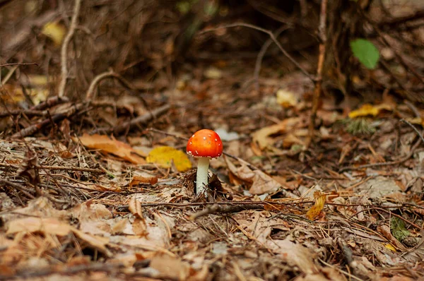 Zehirli Mantarlar Uyuşturucu Fotoğraf Doğal Sonbahar Ormanlarında Çekildi — Stok fotoğraf