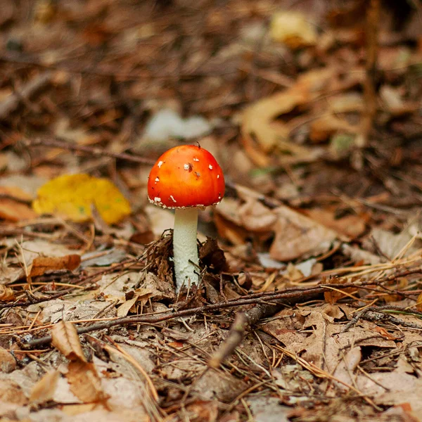 Poisonous mushrooms, narcotic. Photo has been taken in the natural autumn forest
