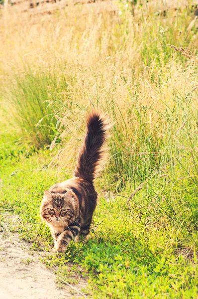Piękny Puszysty Kot Spaceruje Zielonym Trawniku — Zdjęcie stockowe